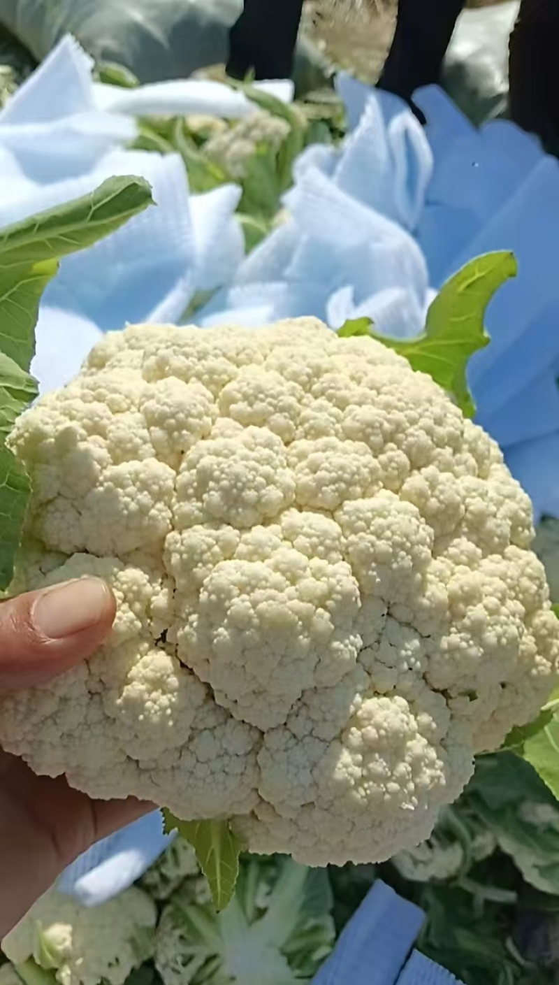 【精选】松花菜菜花产地直发对接全国保质保量