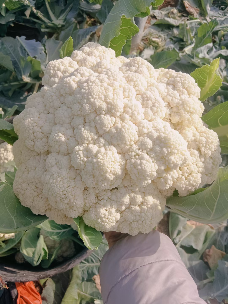 【精选】松花菜菜花产地直发对接全国保质保量