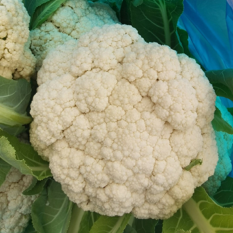 【精选】松花菜菜花产地直发对接全国保质保量