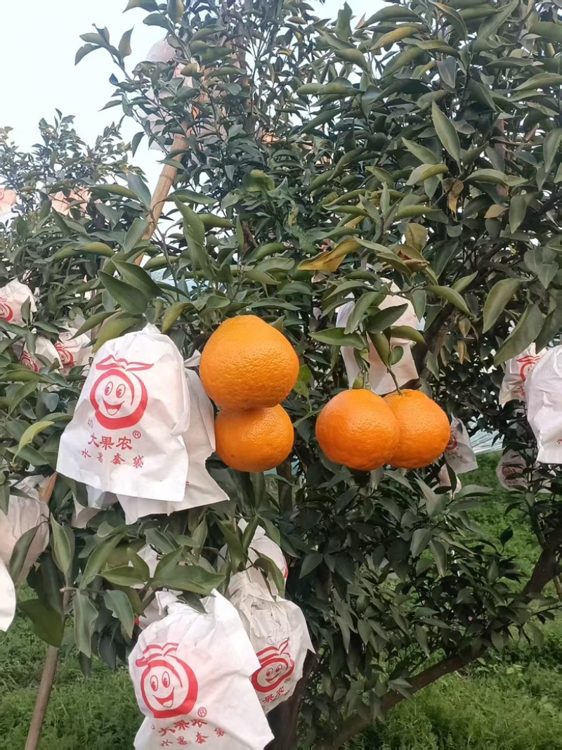 砂糖橘