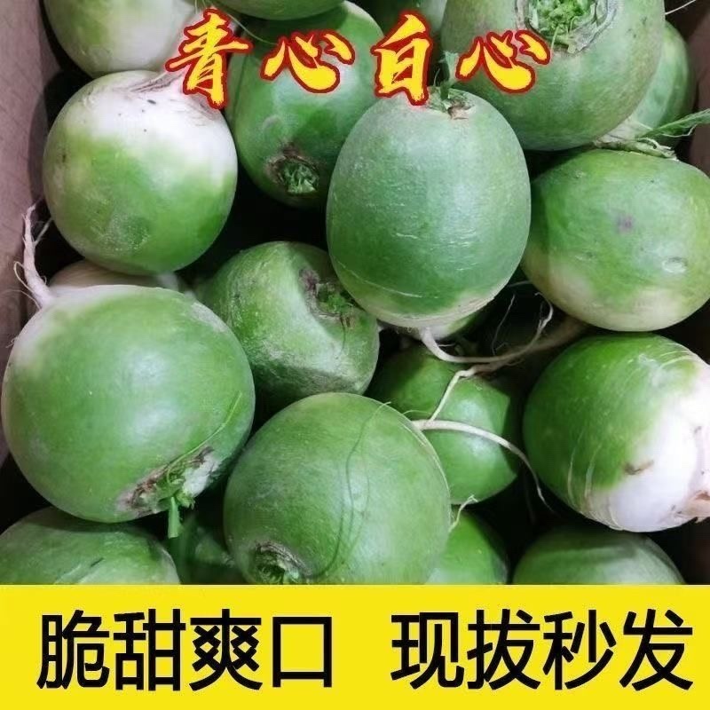湖北天门青头萝卜/圆萝卜/打霜半头青萝卜/现货