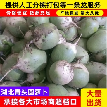 湖北天门青头萝卜/圆萝卜/打霜半头青萝卜/现货