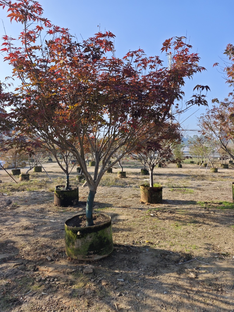 红枫头颈30量9公分福建苗木基地批发