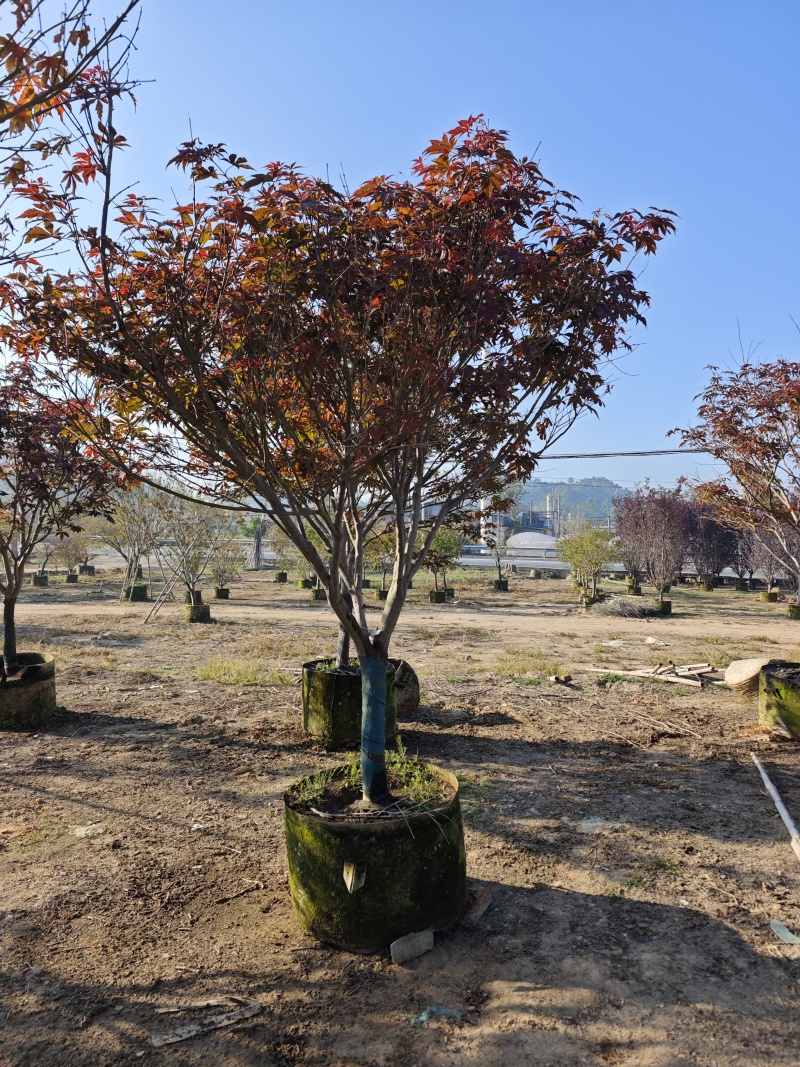 红枫头颈30量9公分福建苗木基地批发