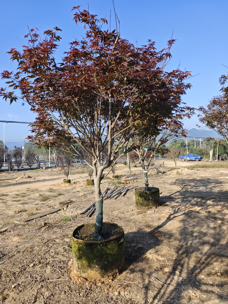 红枫头颈30量9公分福建苗木基地批发