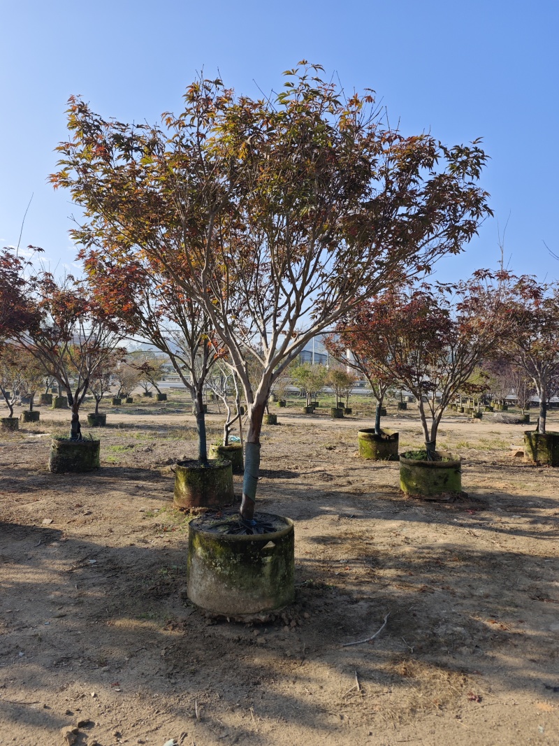 红枫头颈30量9公分福建苗木基地批发