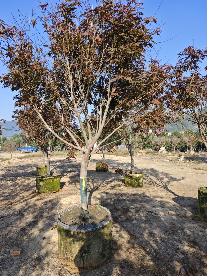 红枫头颈30量9公分福建苗木基地批发