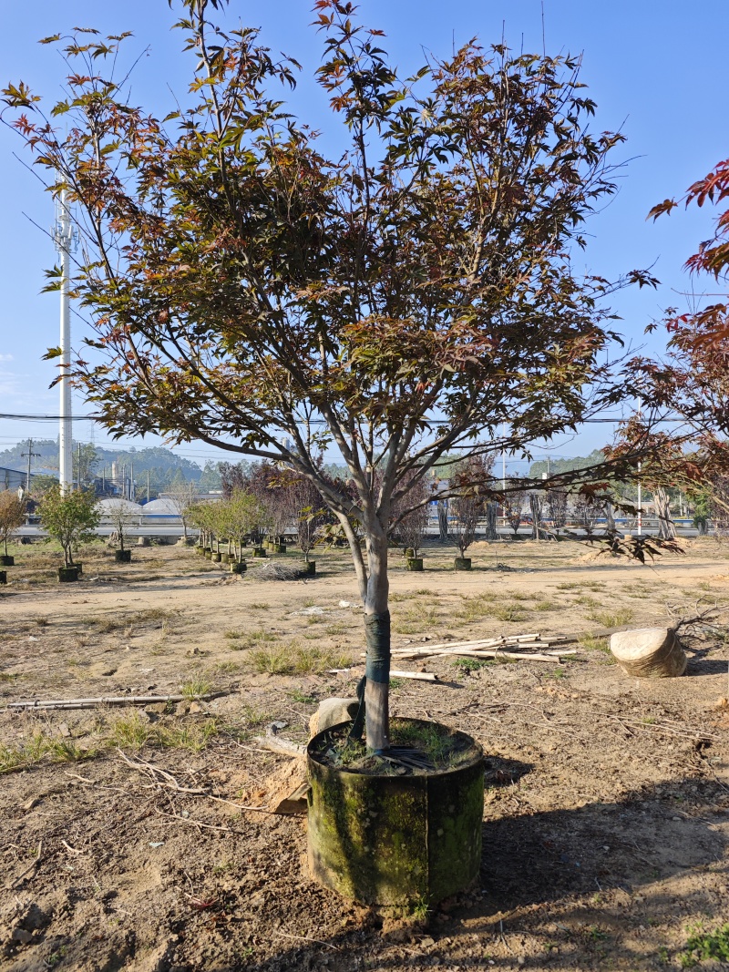 红枫头颈30量9公分福建苗木基地批发