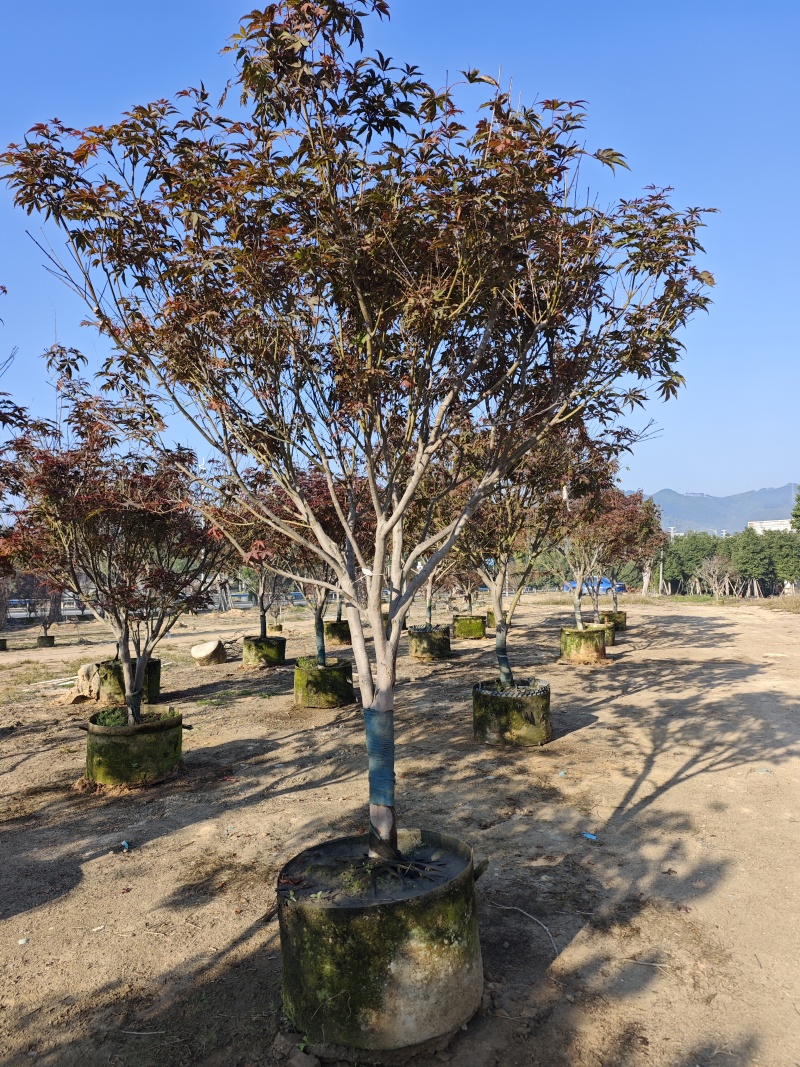 红枫头颈30量9公分福建苗木基地批发