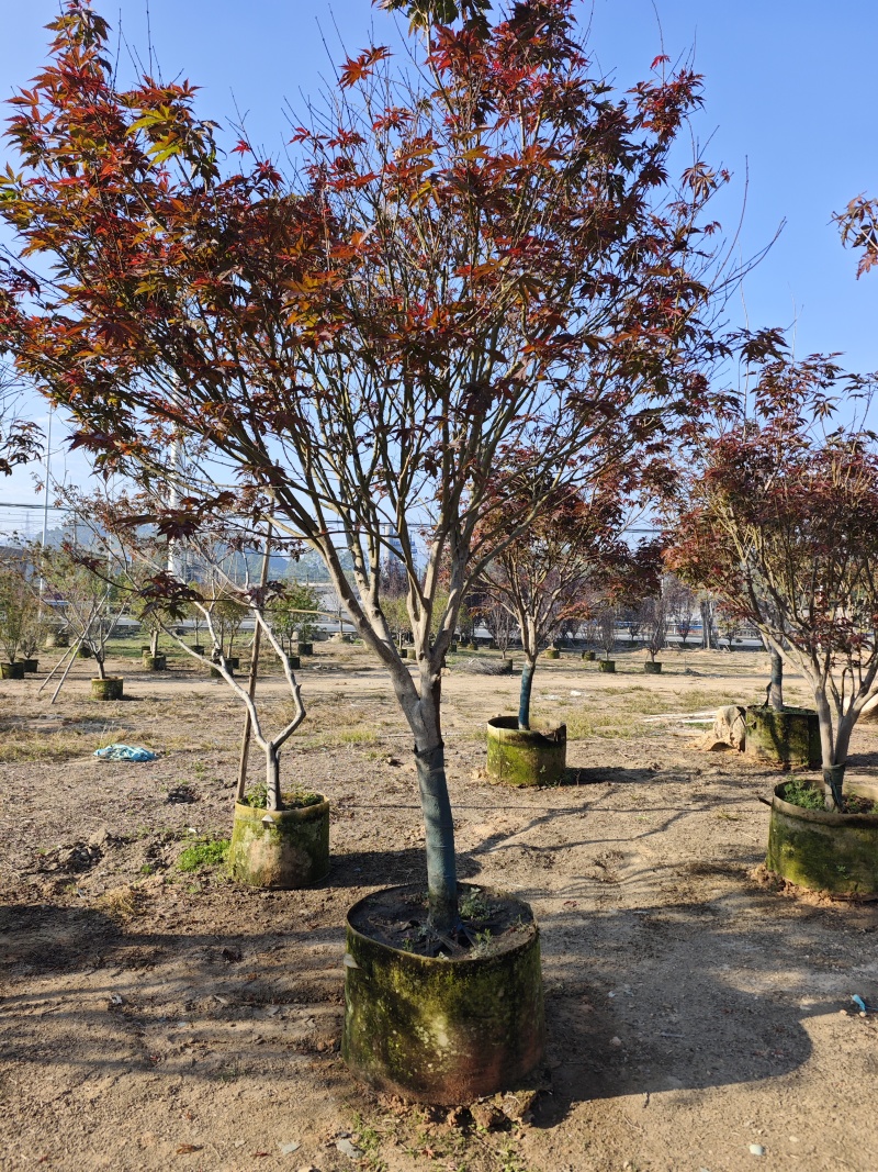 红枫头颈30量9公分福建苗木基地批发