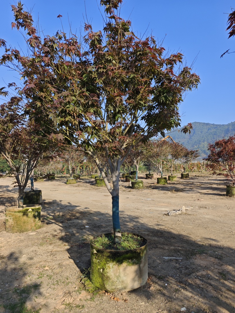 红枫头颈30量9公分福建苗木基地批发
