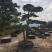 罗汉松造型罗汉松盆景米径12到18公分福建基地批