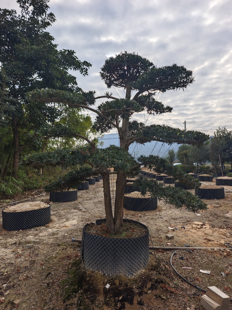 罗汉松造型罗汉松盆景米径12到18公分福建基地批