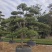 罗汉松造型罗汉松盆景米径12到18公分福建基地批