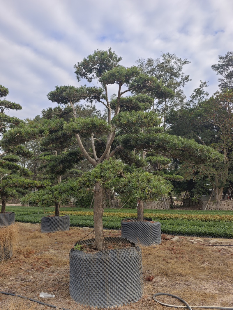 罗汉松造型罗汉松盆景米径12到18公分福建基地批