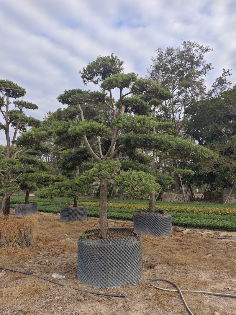 罗汉松造型罗汉松盆景米径12到18公分福建基地批