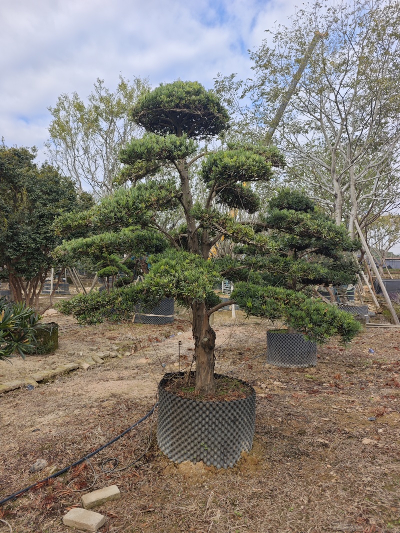 罗汉松造型罗汉松盆景米径12到18公分福建基地批