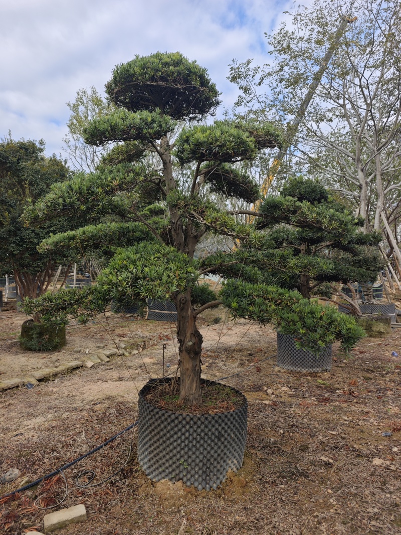 罗汉松造型罗汉松盆景米径12到18公分福建基地批
