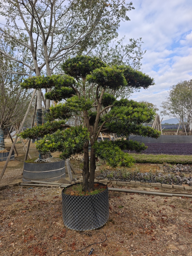 罗汉松造型罗汉松盆景米径12到18公分福建基地批