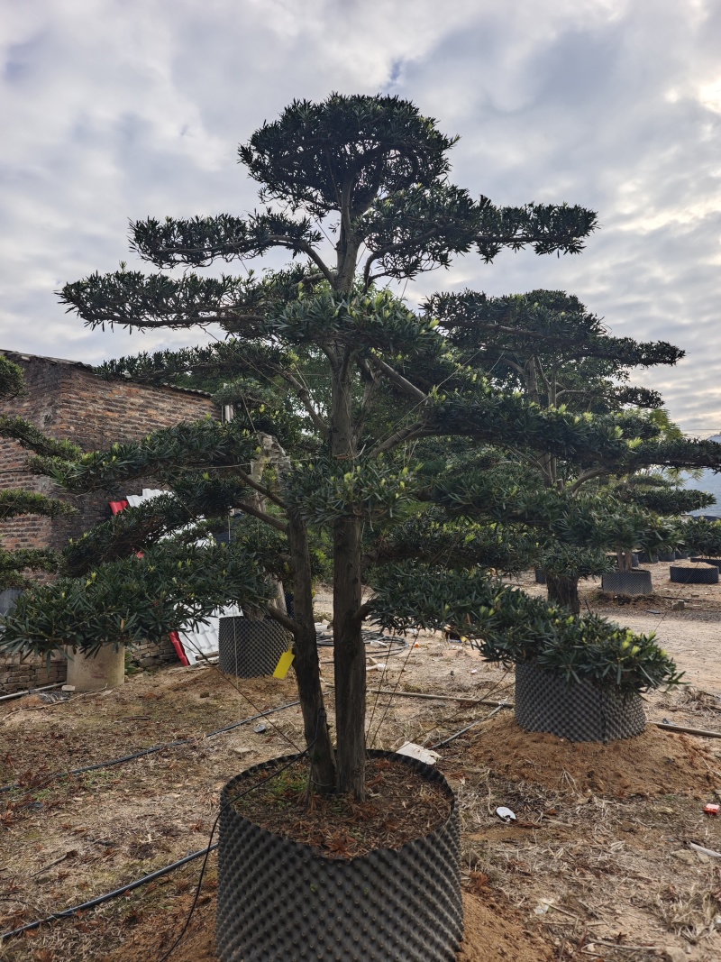 罗汉松造型罗汉松盆景米径12到18公分福建基地批