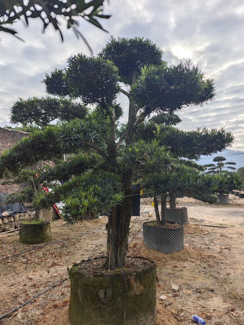 罗汉松造型罗汉松盆景米径12到18公分福建基地批