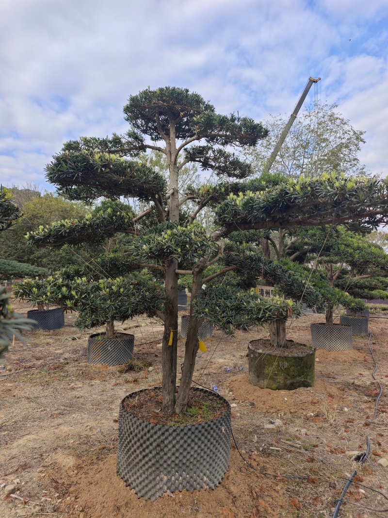 罗汉松造型罗汉松盆景米径12到18公分福建基地批