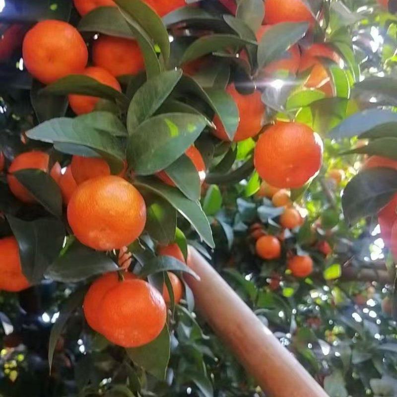 广西老沙糖桔！口感纯甜细腻化渣，大吨位供应！欢迎对接