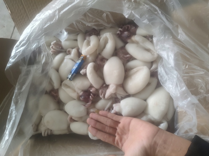 墨鱼仔