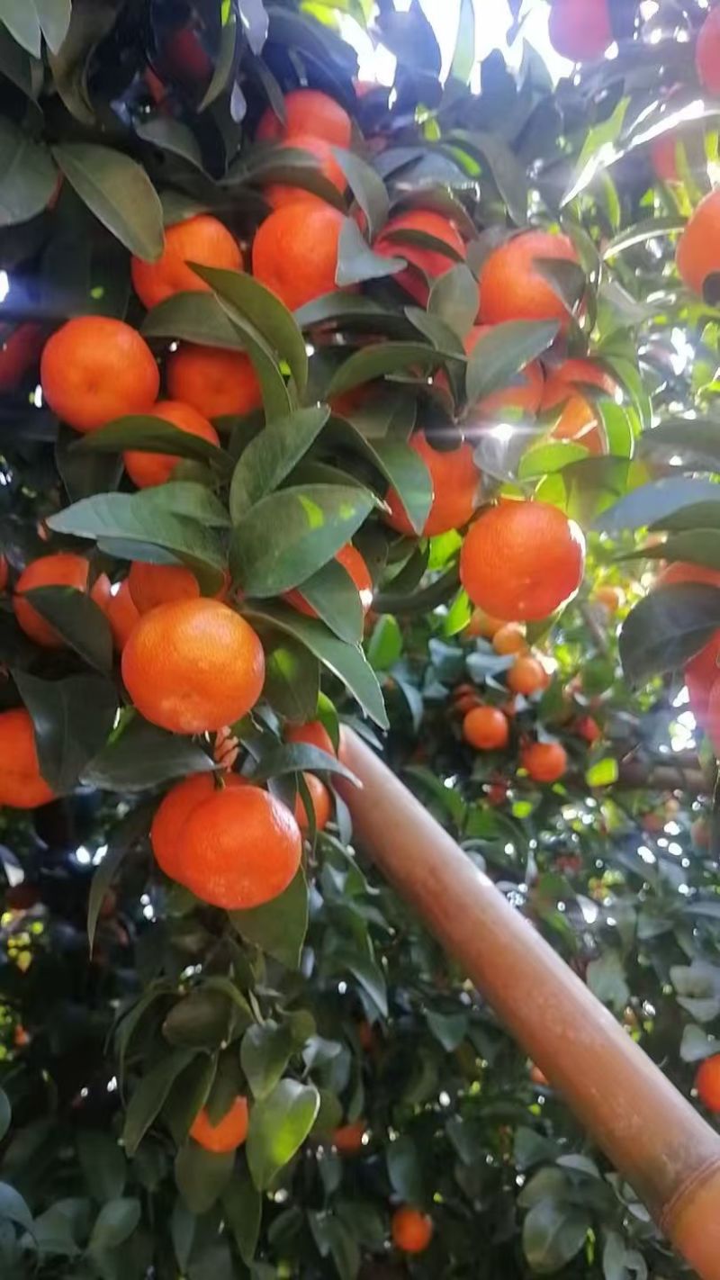 广西老沙糖桔！口感纯甜细腻化渣，大吨位供应！欢迎对接