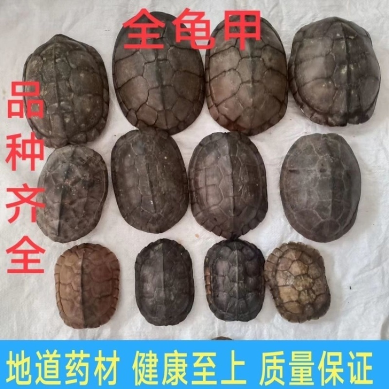 鳖甲甲鱼壳中药材生鳖甲鳖甲壳鳖盖子团鱼壳高品质