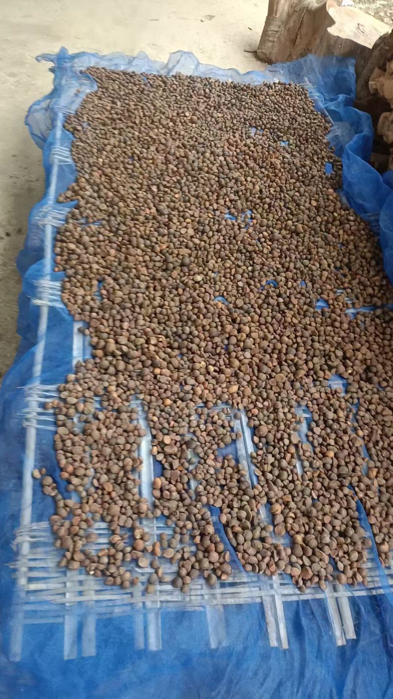 茶仔油，自己山上採摘少量