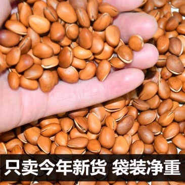 坚果红松子/支持代发工厂直发/量大价优/一手货源