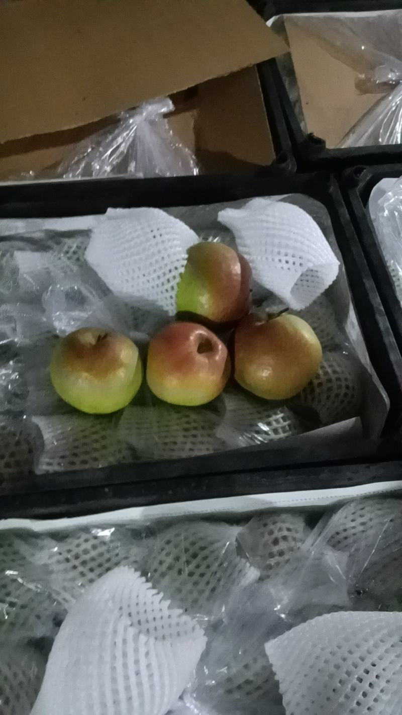 玉露香梨