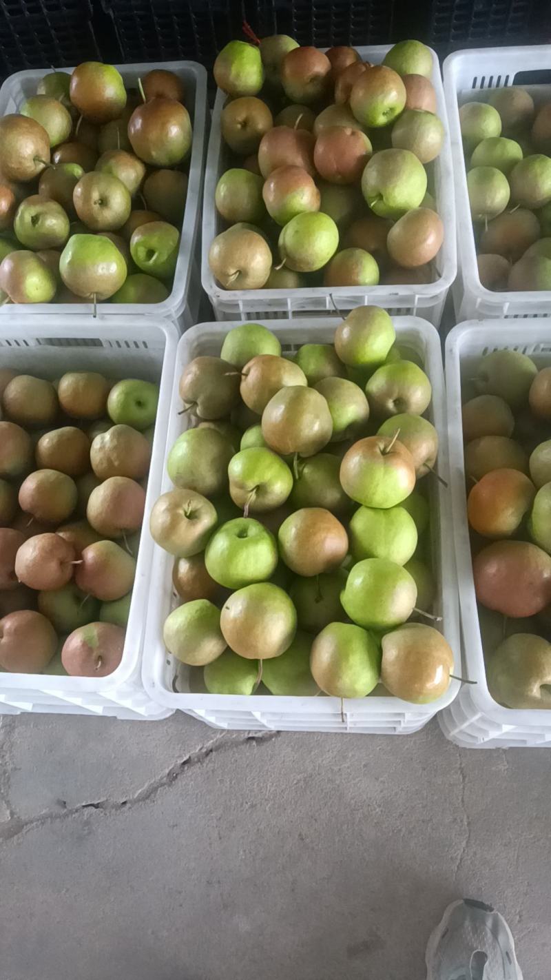 玉露香梨