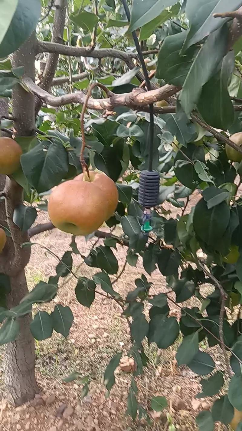 玉露香梨