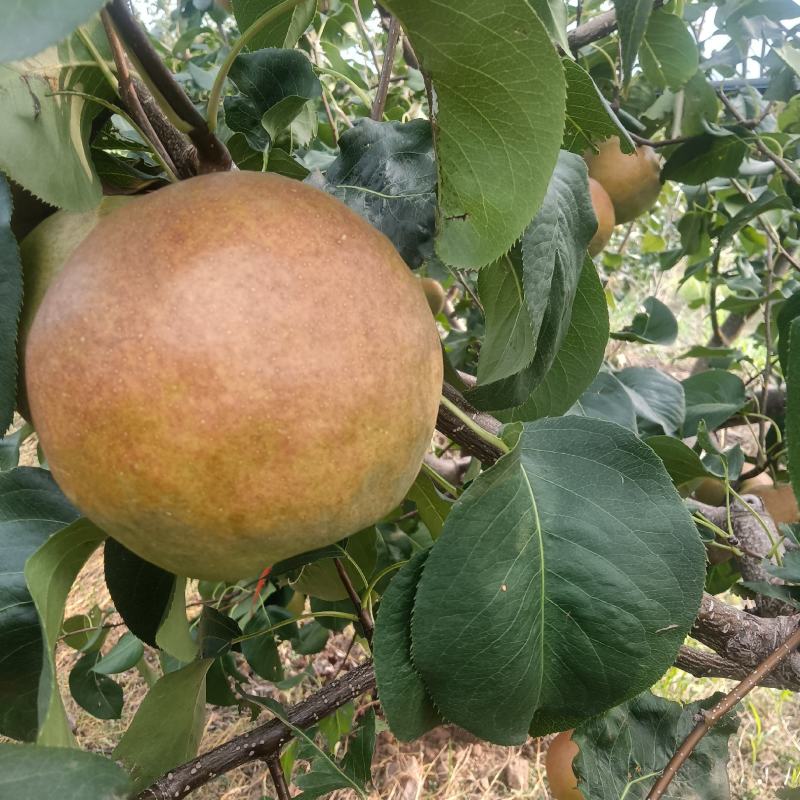 玉露香梨
