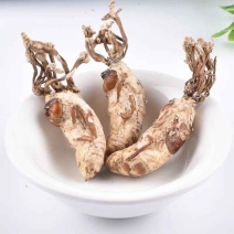 正宗大别山金蝉花野生虫草花竹林中药材野生无硫金蝉花虫草
