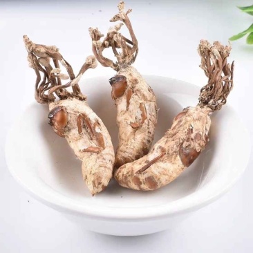 正宗大别山金蝉花野生虫草花竹林中药材野生无硫金蝉花虫草