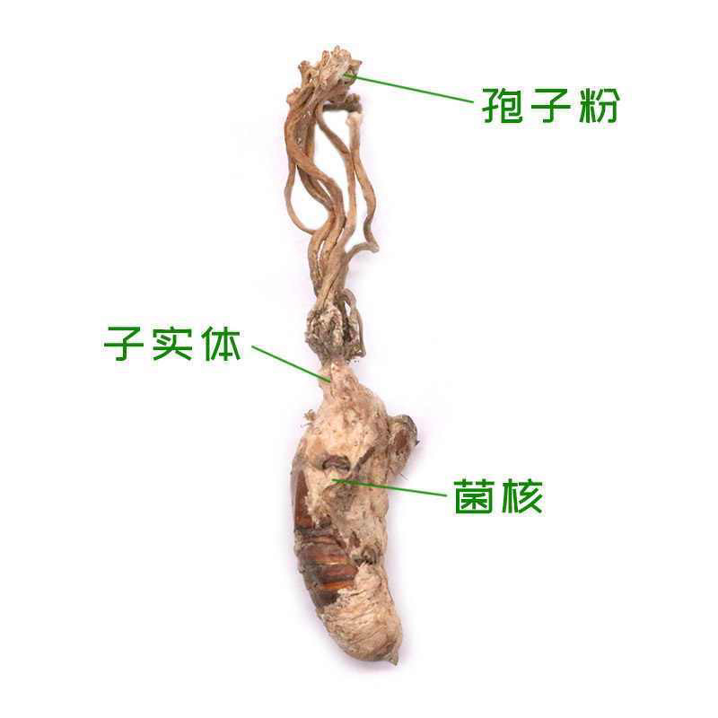 正宗大别山金蝉花野生虫草花竹林中药材野生无硫金蝉花虫草