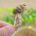 正宗大别山金蝉花野生虫草花竹林中药材野生无硫金蝉花虫草