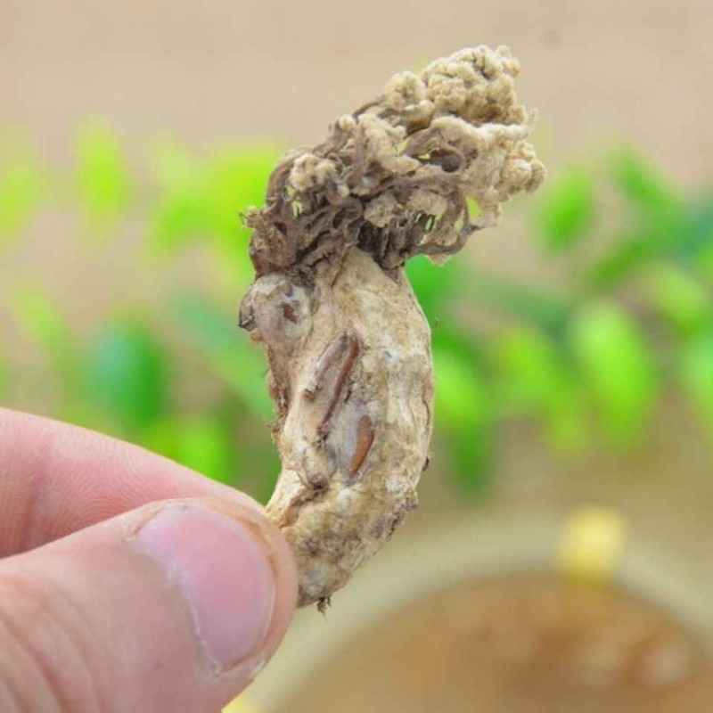 正宗大别山金蝉花野生虫草花竹林中药材野生无硫金蝉花虫草