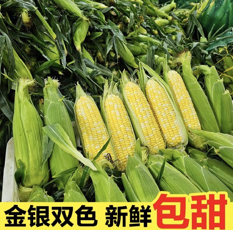当季玉米，大量上市，对接全国老板，欢迎联系