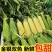当季玉米，大量上市，对接全国老板，欢迎联系