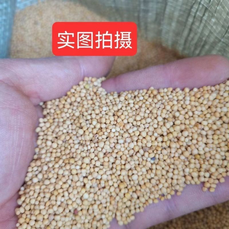白芥子中药材正品白芥子辣菜子品质保证干净无杂