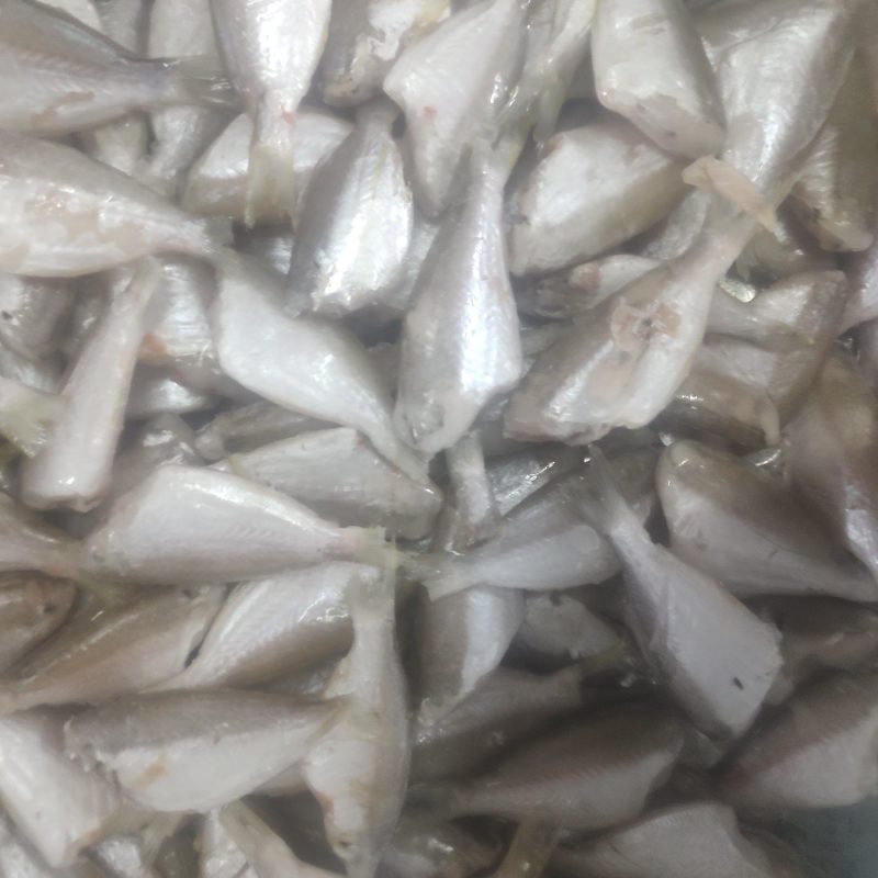 茶鱼