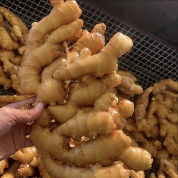 生姜大量供应