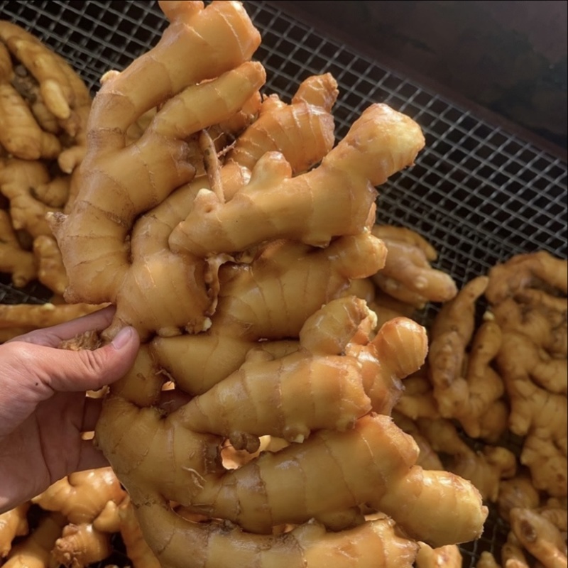 生姜大量供应