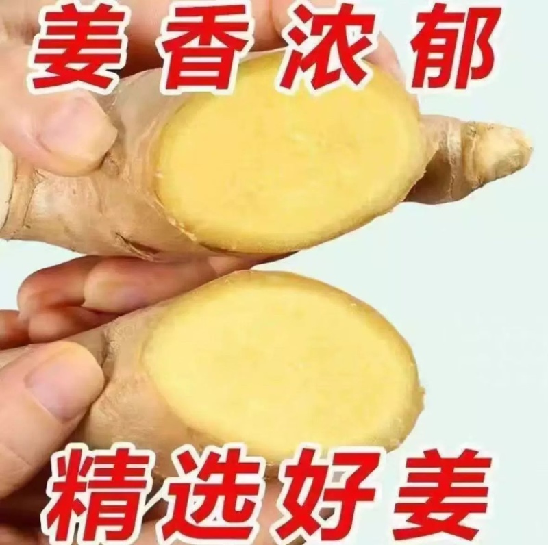 生姜大量供应
