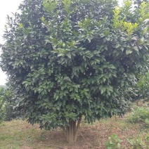 丛生香橼大量供应，丛生香橼树大量出售