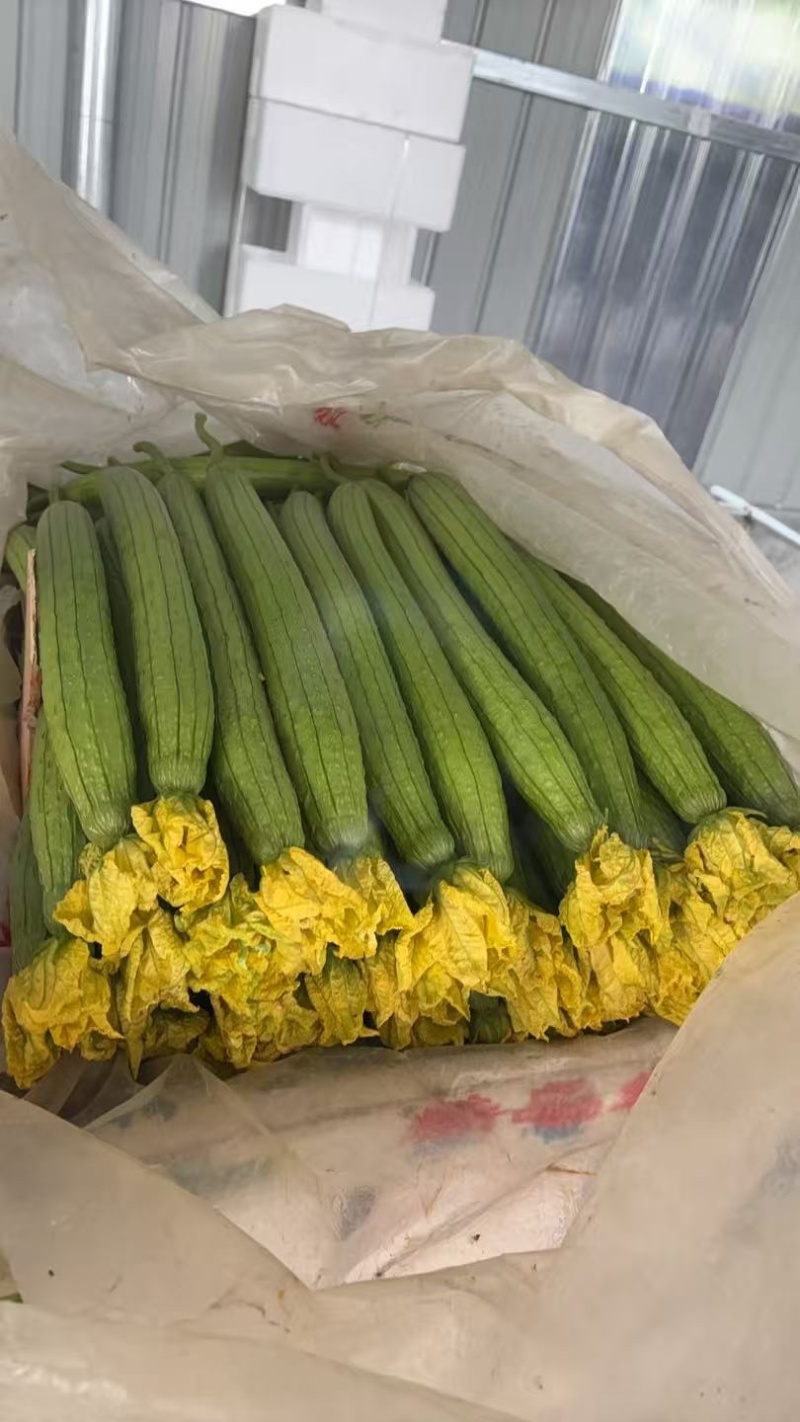 精品鲜花丝瓜千亩基地直发一手货源量大价优